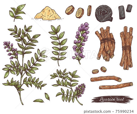 Licorice herb, medicinal plant with root, flower, leaves and branches. Licorice herb, medicinal plant with root, flower, leaves and branches. 75990234