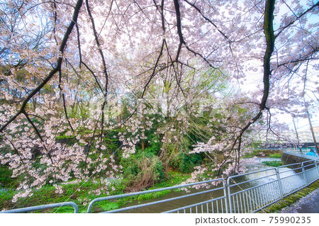 綾瀨市矢船公園的櫻花 綾瀨市矢船公園的櫻花 75990235