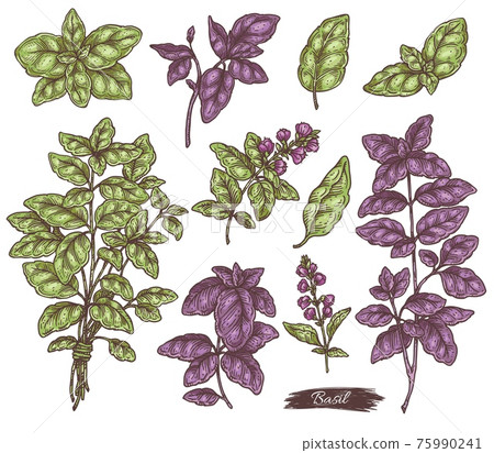 Vector set of plants aromatic basil with branches, leaves and flowers. 75990241