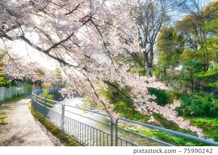 Sakura in Yabune Park, Ayase City 75990242