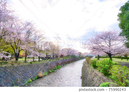 Sakura in Ayase City Ryonan Park 75990243