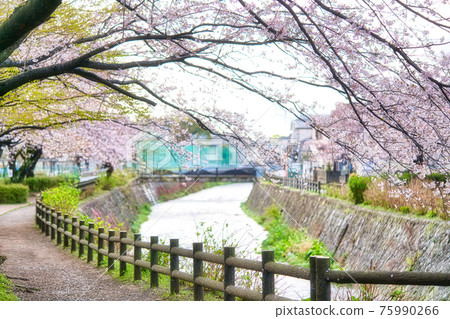 Sakura in Ayase City Ryonan Park 75990266