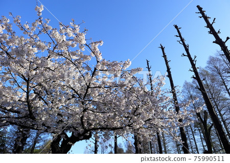 Scenery of Saitama, Japan 75990511