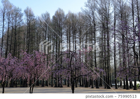 日本埼玉的風景 75990513