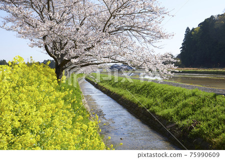 Row of cherry blossom trees, river and rape blossoms Row of cherry blossom trees, river and rape blossoms 75990609