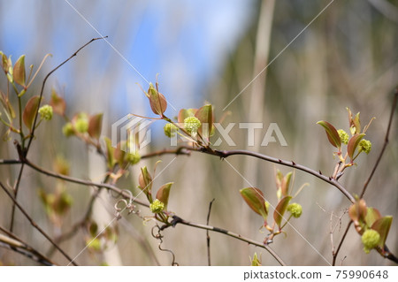 Smilax china china flower (female flower) Smilax china china flower (female flower) 75990648