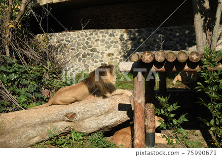 A lion with a thick mane lies on a log. A lion with a thick mane lies on a log. 75990671