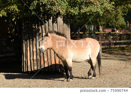 The pictures show Przewalski's horse. 75990744