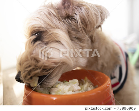 可愛的小狗（馬爾普）在狗碗裡吃手工製作的狗飯 75990909