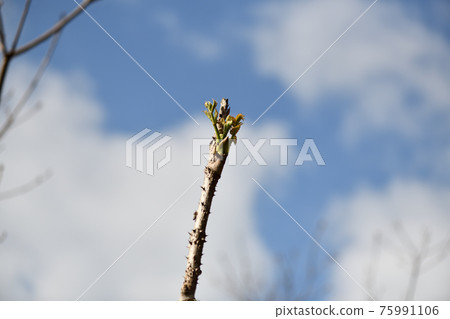 Sprout of Aralia elata Sprout of Aralia elata 75991106