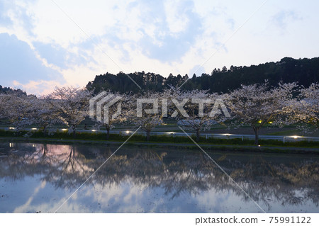 府守櫻花大道 府守櫻花大道 75991122