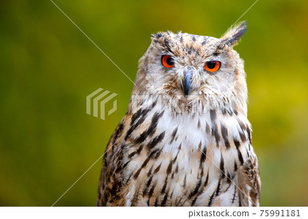 Beautiful shot of a bird of prey - great eagle owl.(Bubo bubo sibiricus) 75991181