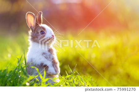 Cute little bunny in grass with ears up looking away Cute little bunny in grass with ears up looking away 75991270