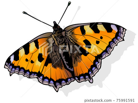 Small Tortoiseshell Butterfly Small Tortoiseshell Butterfly 75991591