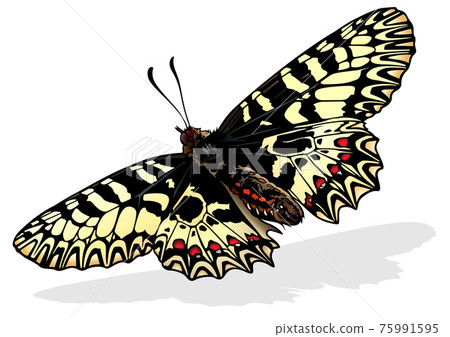 Southern Festoon Butterfly 75991595