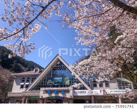 Mt. Takao Cable Car Kiyotaki Station and Sakura 75991741