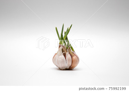 Sprouted head of garlic isolated on white background Sprouted head of garlic isolated on white background 75992199