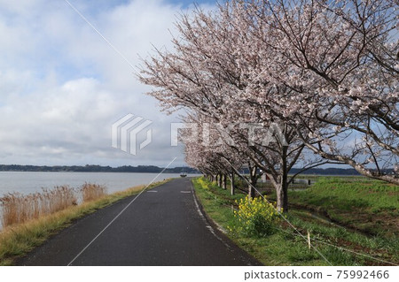 Tsukuba Kasumigaura Rinrin Road, Sakura and Rape blossoms in Oido Lakeshore Park, Omitama City 75992466
