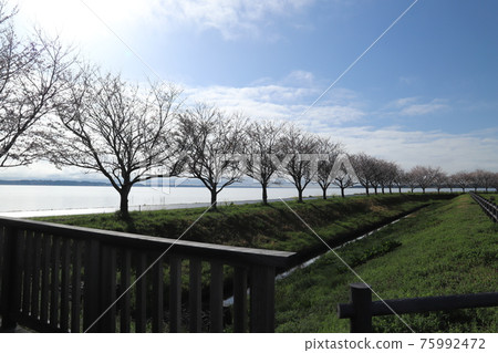 Tsukuba Kasumigaura Rinrin Road, Sakura and Rape blossoms in Oido Lakeshore Park, Omitama City 75992472