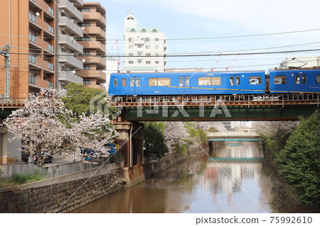 Sakura and blue Keihin Kyuko, Yokohama city, Kanagawa prefecture 75992610