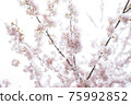 cherry blossom closeup 75992852