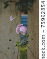 Street corner flower 75992854