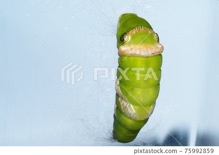 Papilio memnon (prepupa, the day before pupation) breeding Papilio memnon (prepupa, the day before pupation) breeding 75992859