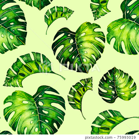 Seamless pattern of leaves monstera. Tropical leaves of palm tree. background. 75993019