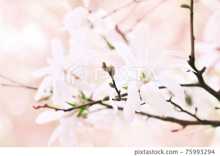 Spring delicate magnolia blossom, springtime white flowers bloom, pastel and soft floral card, selective focus, shallow DOF, toned 75993294