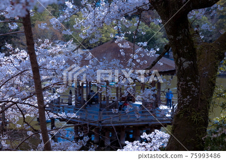 Cherry blossoms in Nara Cherry blossoms in Nara 75993486