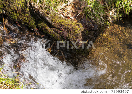 宮城縣白石市融雪流淌的山間溪流 宮城縣白石市融雪流淌的山間溪流 75993497