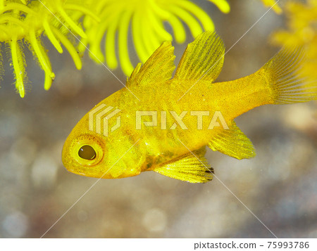 黃魚中的幼黑魚（靜岡縣大瀨崎） 75993786