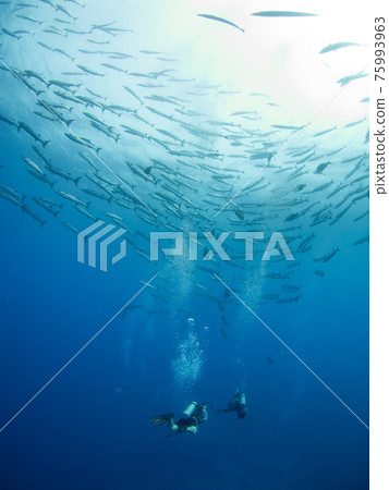 Flock of Blackfin Barracuda and scuba divers (Rangiroa Atoll, Tuamotu Archipelago, French Polynesia) Flock of Blackfin Barracuda and scuba divers (Rangiroa Atoll, Tuamotu Archipelago, French Polynesia) 75993963