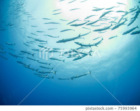 Herd of Blackfin Barracuda (Rangiroa Atoll, Tuamotus Islands, French Polynesia) 75993964