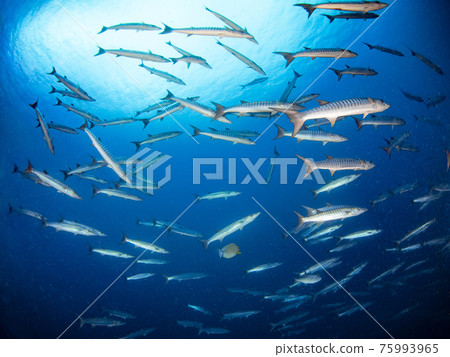 Herd of Blackfin Barracuda (Rangiroa Atoll, Tuamotus Islands, French Polynesia) Herd of Blackfin Barracuda (Rangiroa Atoll, Tuamotus Islands, French Polynesia) 75993965