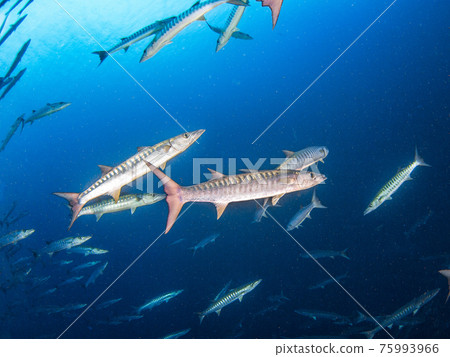 Herd of Blackfin Barracuda (Rangiroa Atoll, Tuamotus Islands, French Polynesia) Herd of Blackfin Barracuda (Rangiroa Atoll, Tuamotus Islands, French Polynesia) 75993966