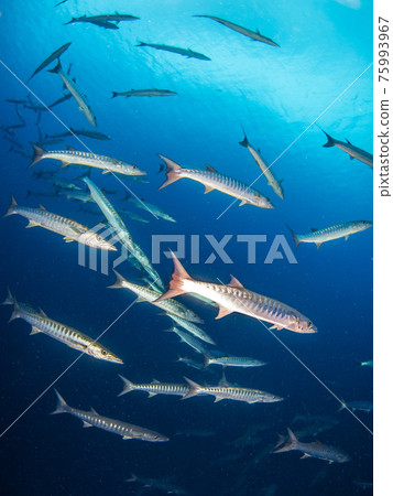 黑鰭梭魚群(朗吉羅阿環礁,土阿莫土群島,法屬波利尼西亞) 黑鰭梭魚群(朗吉羅阿環礁,土阿莫土群島,法屬波利尼西亞) 75993967