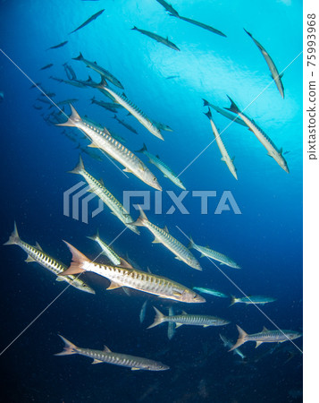 Herd of Blackfin Barracuda (Rangiroa Atoll, Tuamotus Islands, French Polynesia) Herd of Blackfin Barracuda (Rangiroa Atoll, Tuamotus Islands, French Polynesia) 75993968