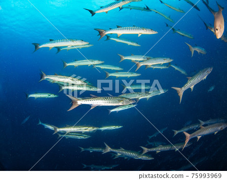 黑鰭梭魚群(朗吉羅阿環礁,土阿莫土群島,法屬波利尼西亞) 黑鰭梭魚群(朗吉羅阿環礁,土阿莫土群島,法屬波利尼西亞) 75993969