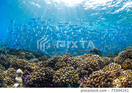 Flagtails flocking on coral reefs (Rangiroa Atoll, Tuamotus Islands, French Polynesia) 75994201