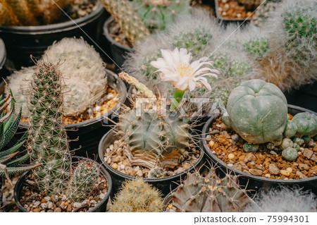 Cactus flowers, Gymnocalycium mihanovichii with white flower is blooming on pot, Succulent, Cacti, Cactaceae, Tree, Drought tolerant plant. Cactus flowers, Gymnocalycium mihanovichii with white flower is blooming on pot, Succulent, Cacti, Cactaceae, Tree, Drought tolerant plant. 75994301