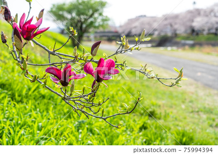 Spring flower tree Purple magnolia flower 75994394