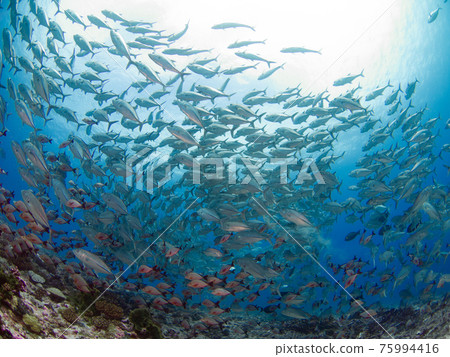 Bigeye trevally 和 Himefuedai 在珊瑚礁上蜂擁而至（Rangiroa 環礁，土阿莫土群島，法屬波利尼西亞） 75994416