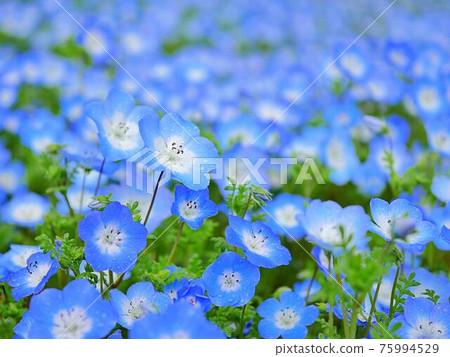 Nemophila 1 Nemophila 1 75994529