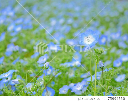 Nemophila 2 Nemophila 2 75994530