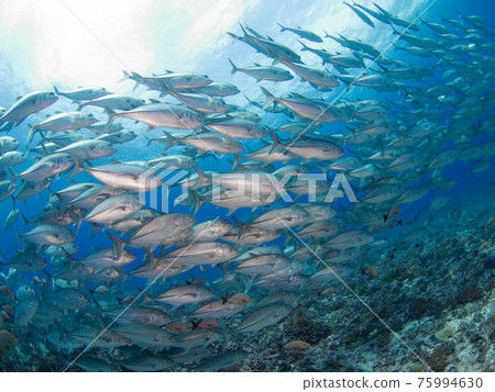 Bigeye trevally 在珊瑚礁上蜂擁而至（Rangiroa 環礁，土阿莫土群島，法屬波利尼西亞） 75994630
