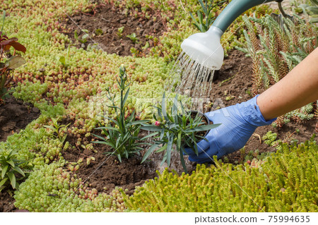 Water pouring from a watering can on seedling of young cloves. Water pouring from a watering can on seedling of young cloves. 75994635