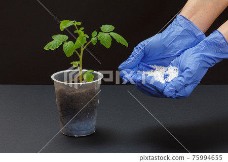 Farmer hands with chemical fertilizer for young tomato plant. Farmer hands with chemical fertilizer for young tomato plant. 75994655
