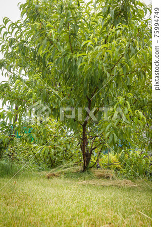 Young nectarine tree in the summer orchard. Young nectarine tree in the summer orchard. 75994749