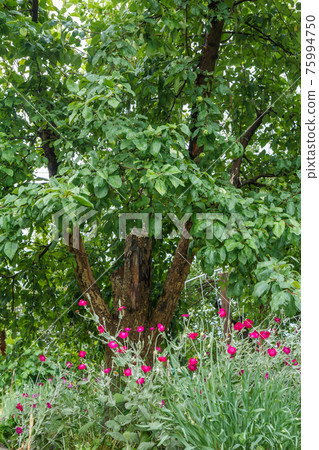 Old apple tree with fruits in summer day. Old apple tree with fruits in summer day. 75994750